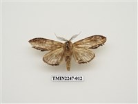 藏品(峭舟蛾屬)的圖片